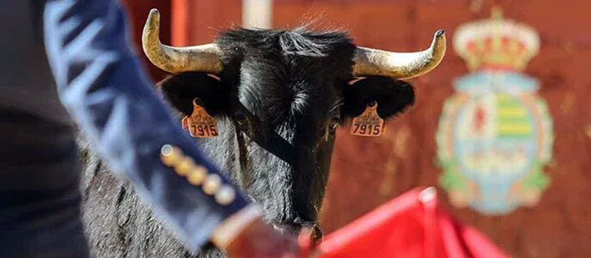 Toros en Villaseca.