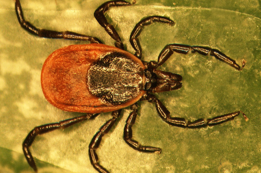 Hembra Ixodes scapularis.