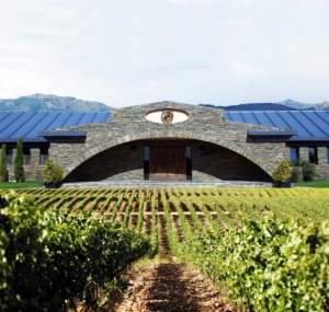 Viñedo.