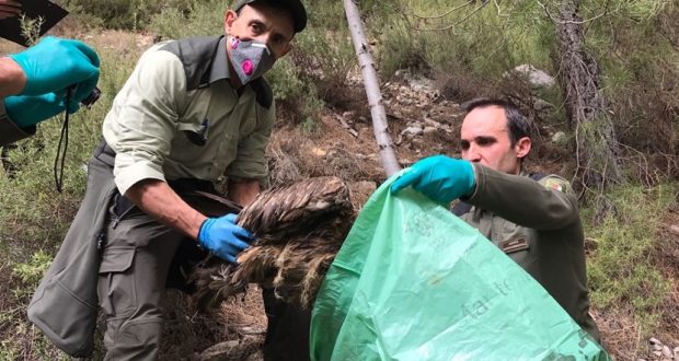 Agentes Medioambientales introducen en una bolsa al ejemplar de quebrantahuesos aparecido muerto en Yeste (Albacete)