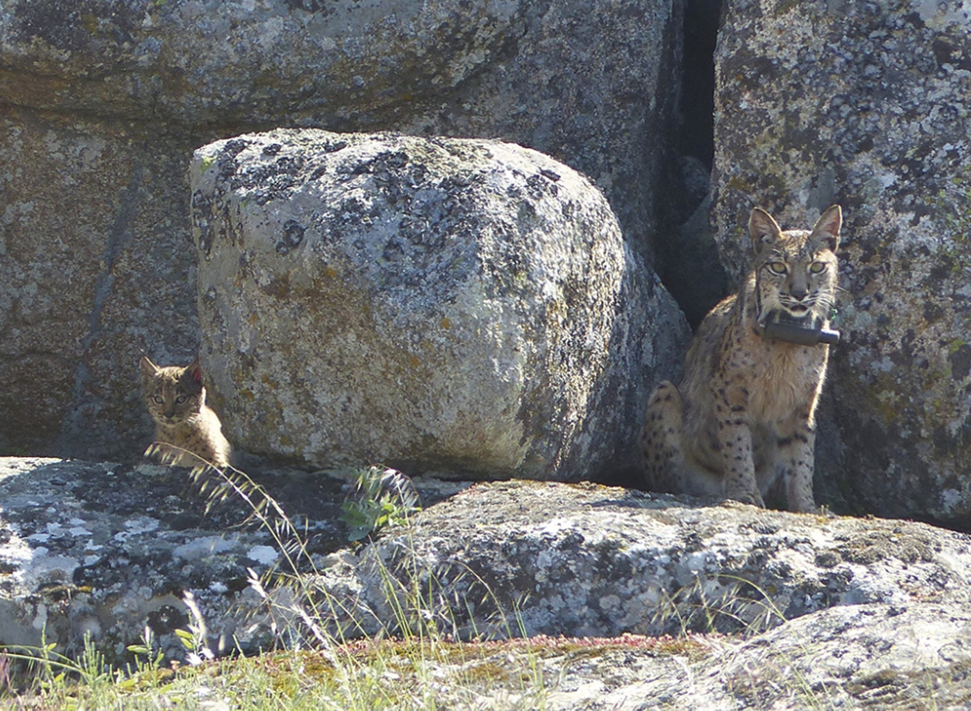 Dos ejemplares de lince ibérico en los Montes de Toledo