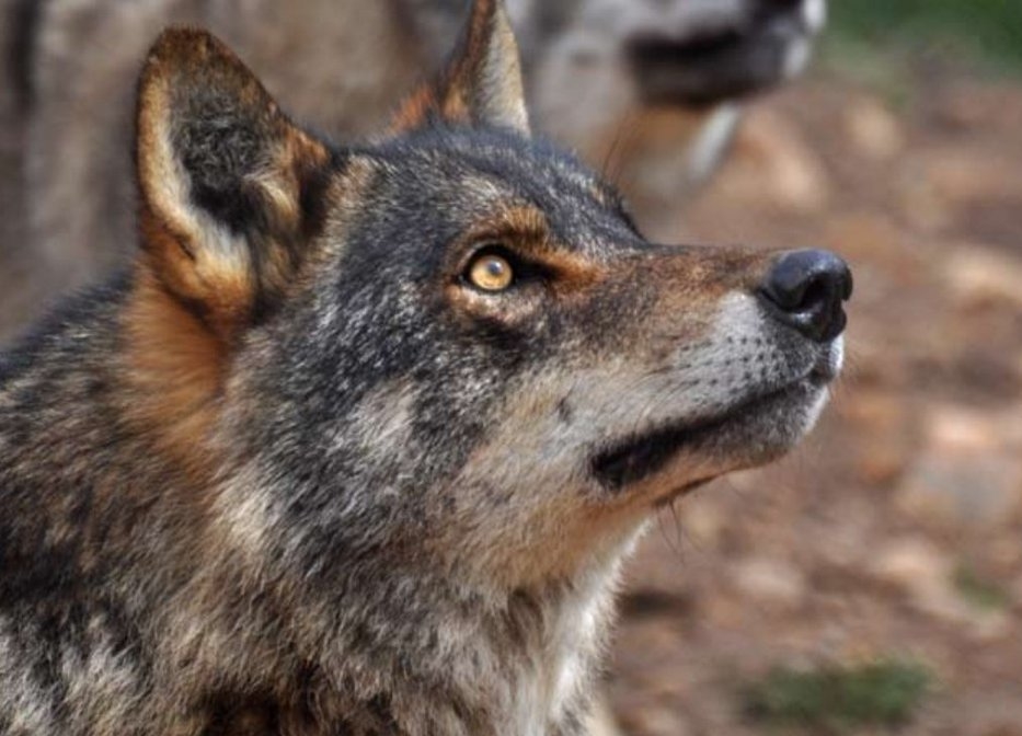 Lobo ibérico.