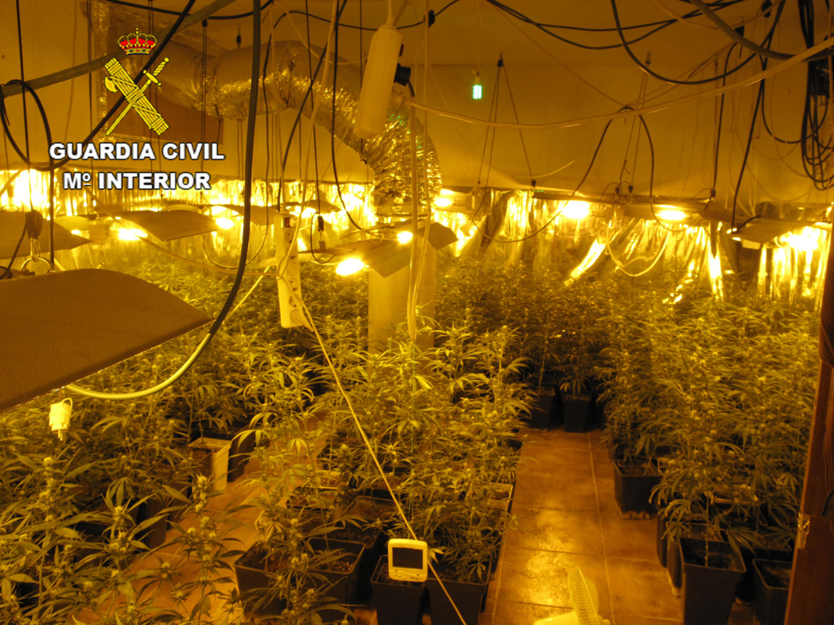 Le detienen por cultivar casi 800 plantas de marihuana en Chiloeches