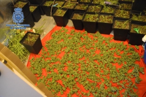 Droga incautada por la Policía Nacional en Albacete.