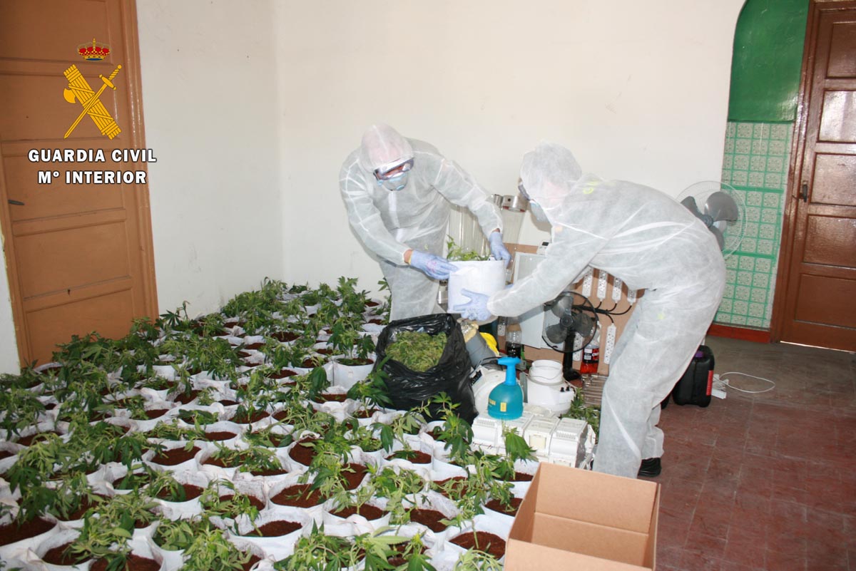 Marihuana intervenida por la Guardia Civil en Velada (Toledo).