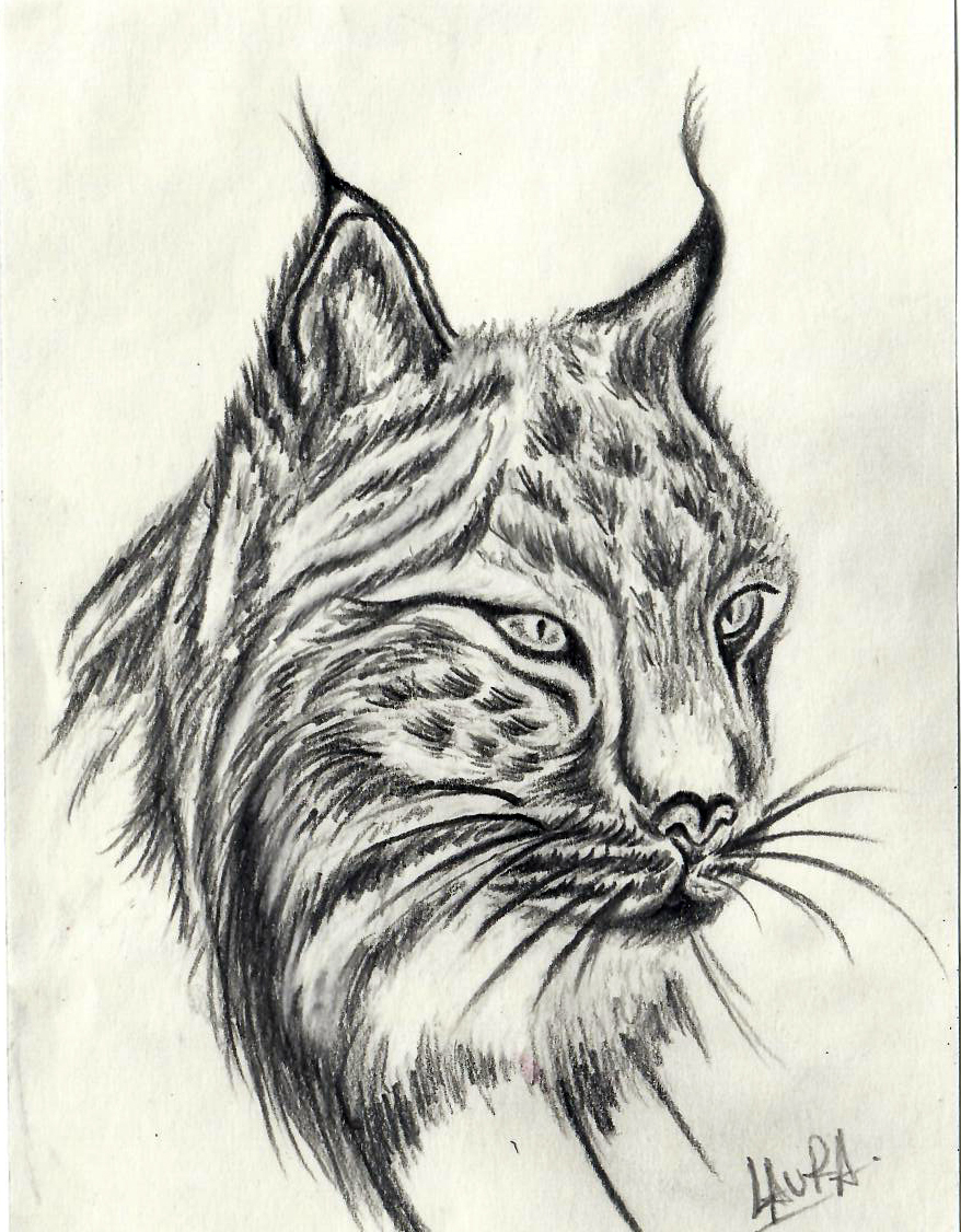 Imagen de archivo de un lince