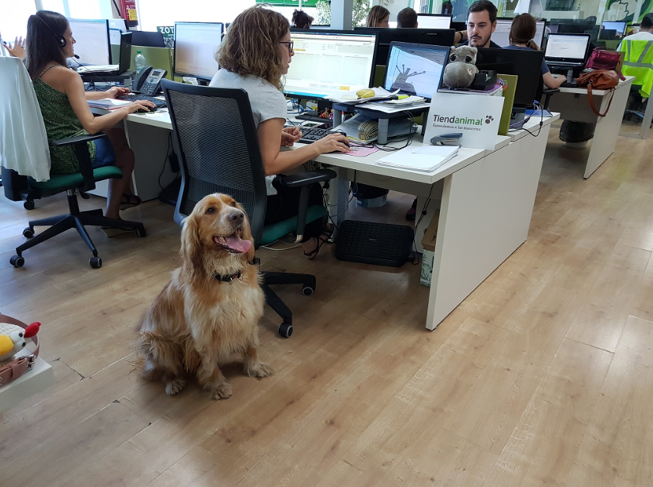 dia mundial del perro en el trabajo