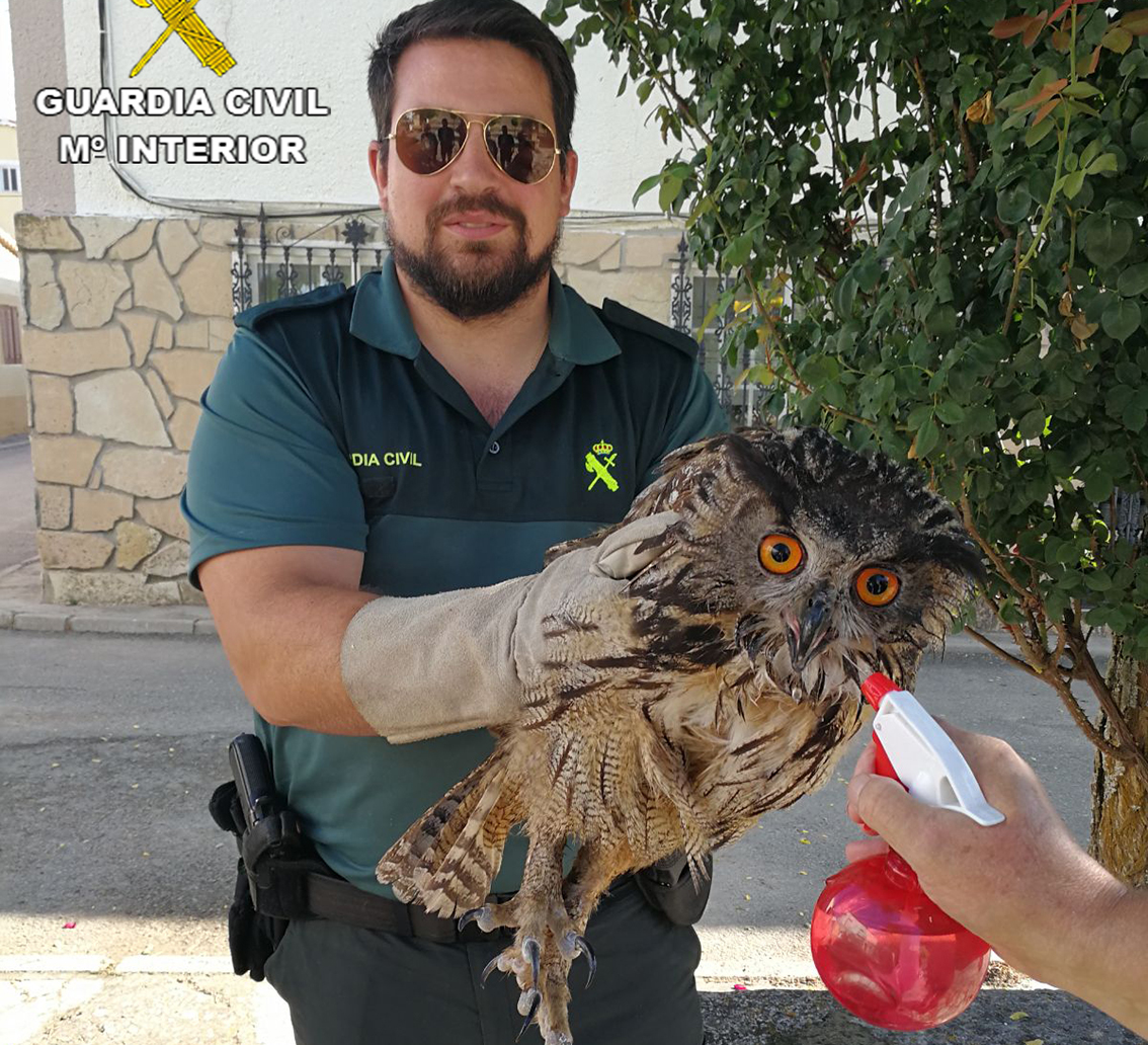 El búho real que apareció en la plaza de Sacecorbo, en Guadalajara