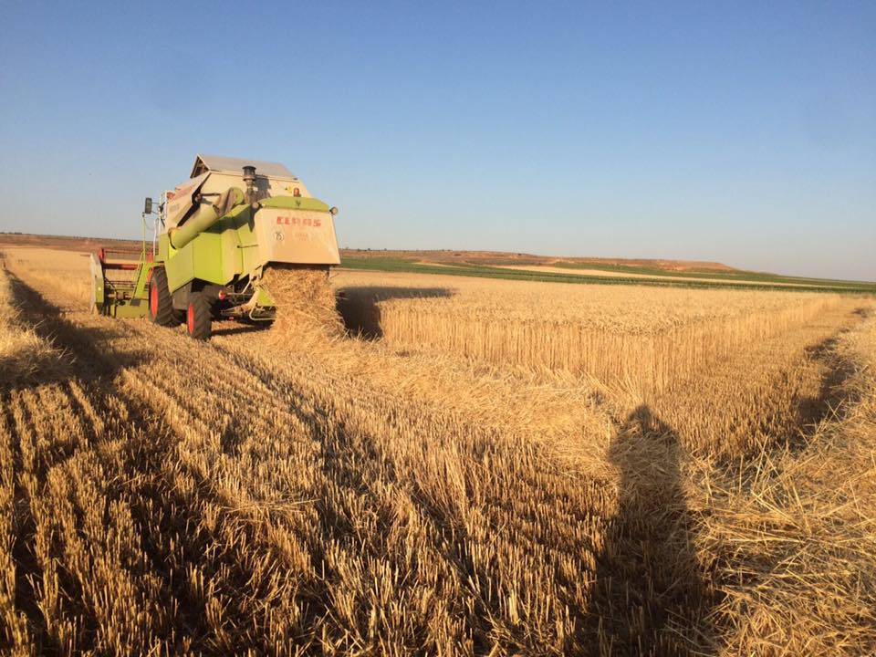 Campo de cereal (foto compartida por Asaja)