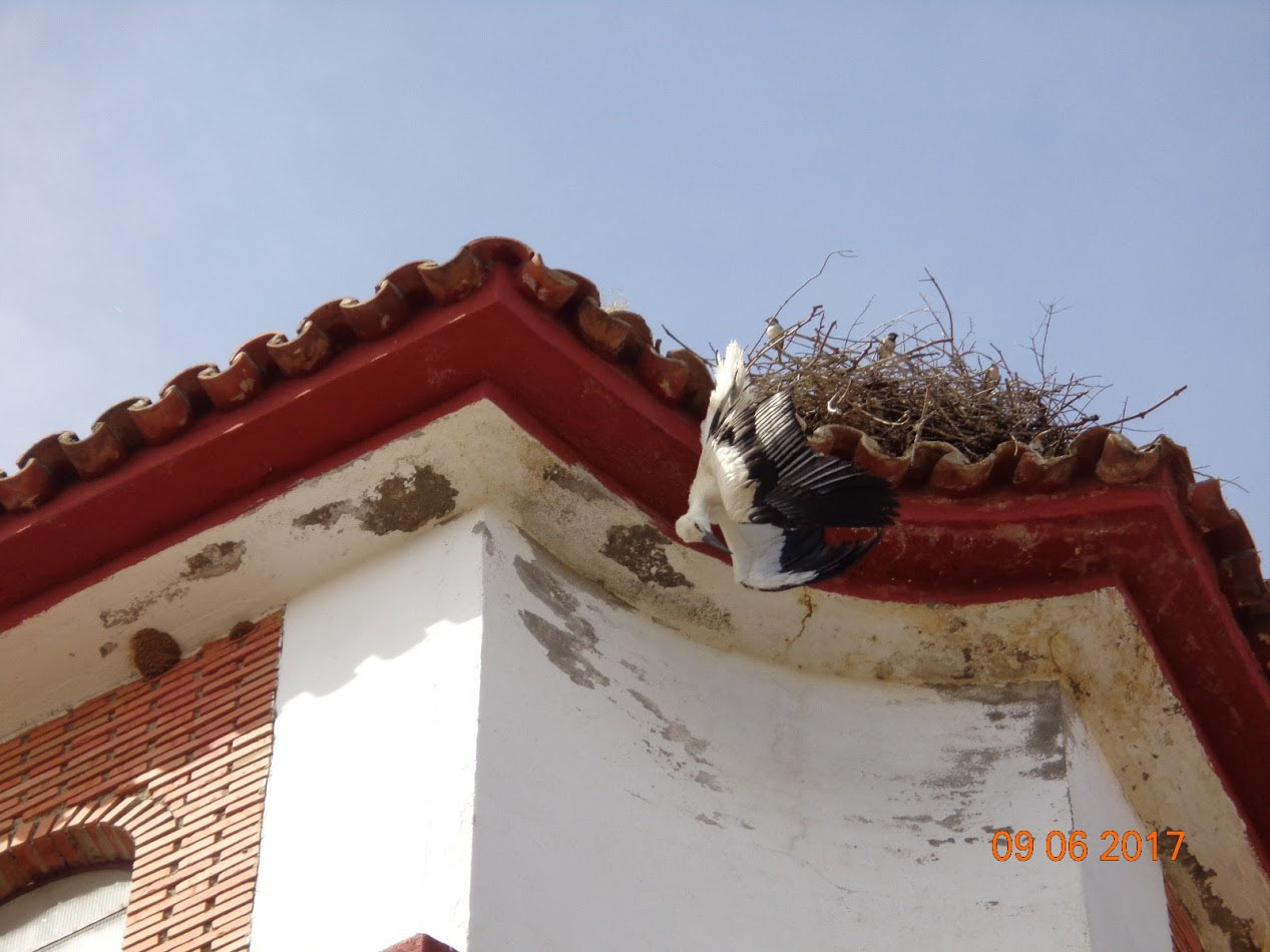 El pollo de cigüeña blanca falleció tras agonizar toda la noche