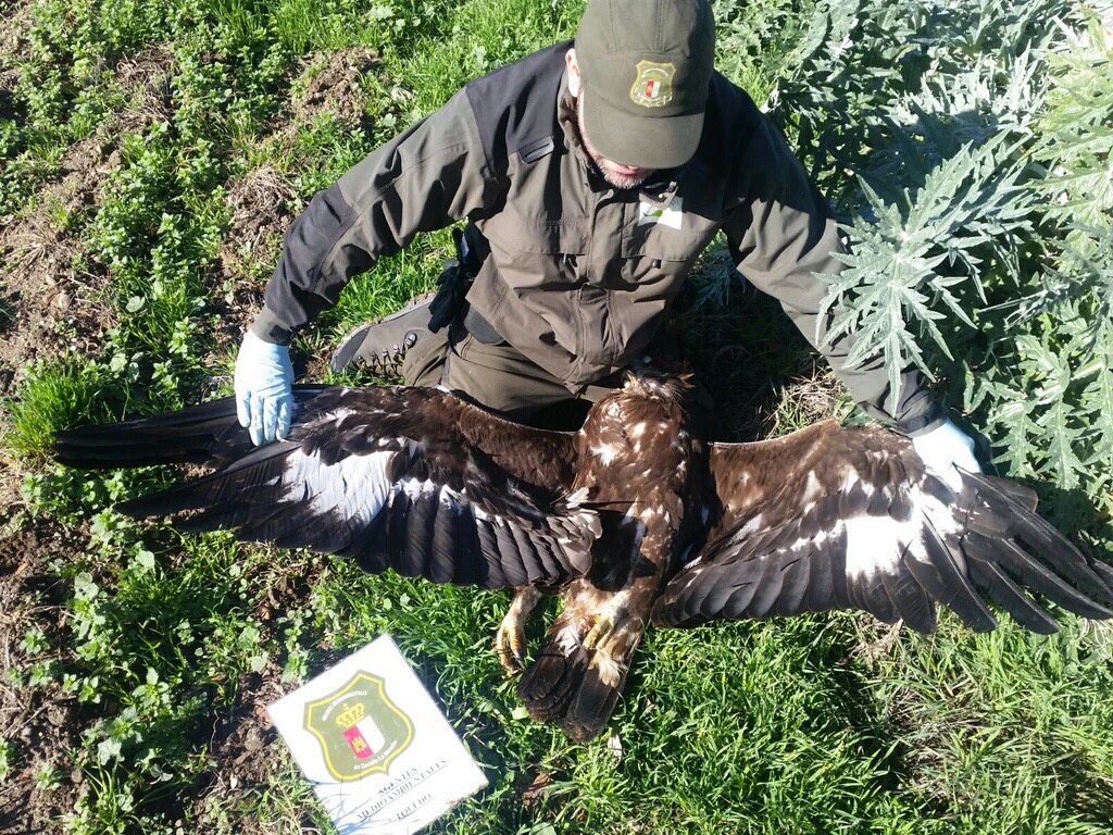Un Agente Medioambiental de Castilla-La Mancha encuentra a un ave electrocutada en la región. APAM CLM