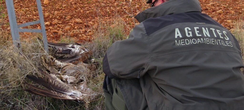 Un Agente Medioambiental de Castilla-La Mancha encuentra a un ave electrocutada en la región.