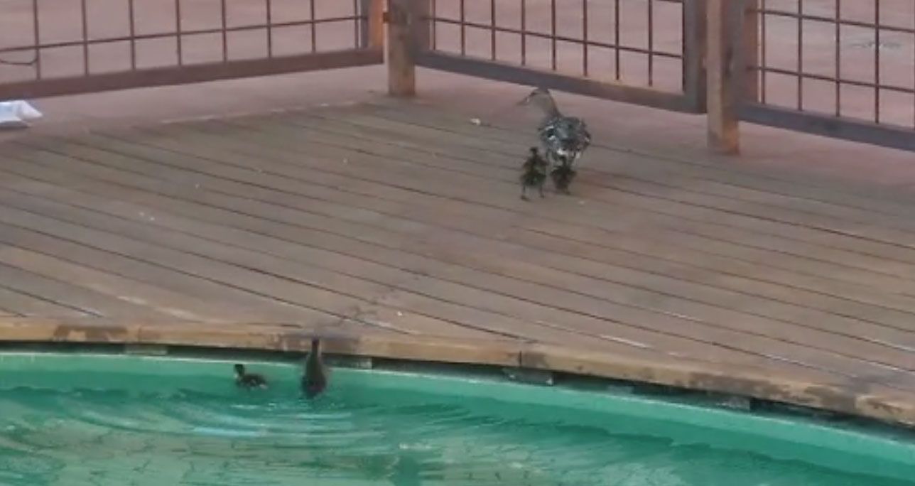 Los patitos en la piscina