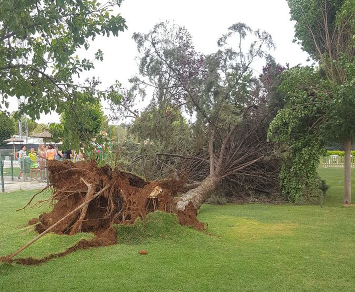 La tierra se abrió y el árbol… En plena piscina