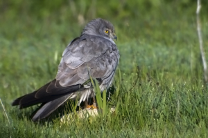 Imagen de una hembra de aguilucho cenizo.