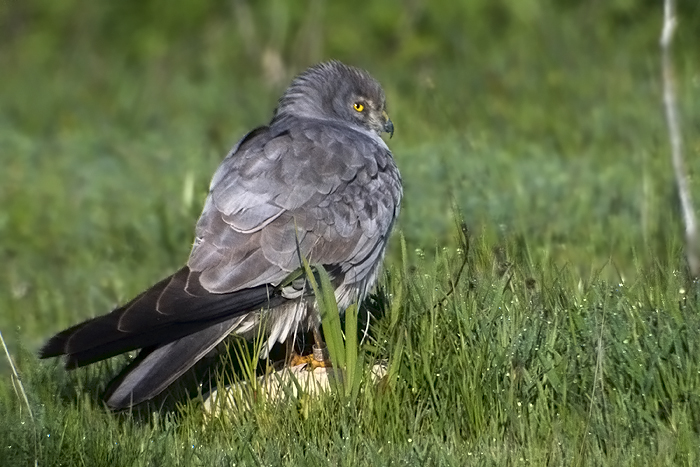 Imagen de una hembra de aguilucho cenizo.