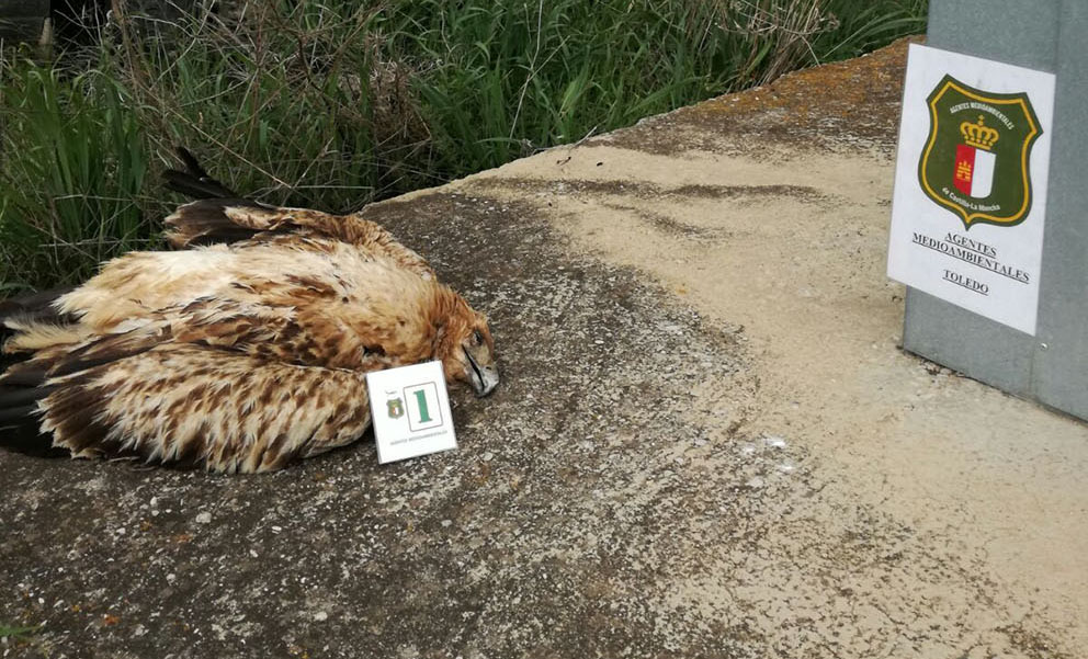 Águila imperial muerta por electrocución. Foto de archivo