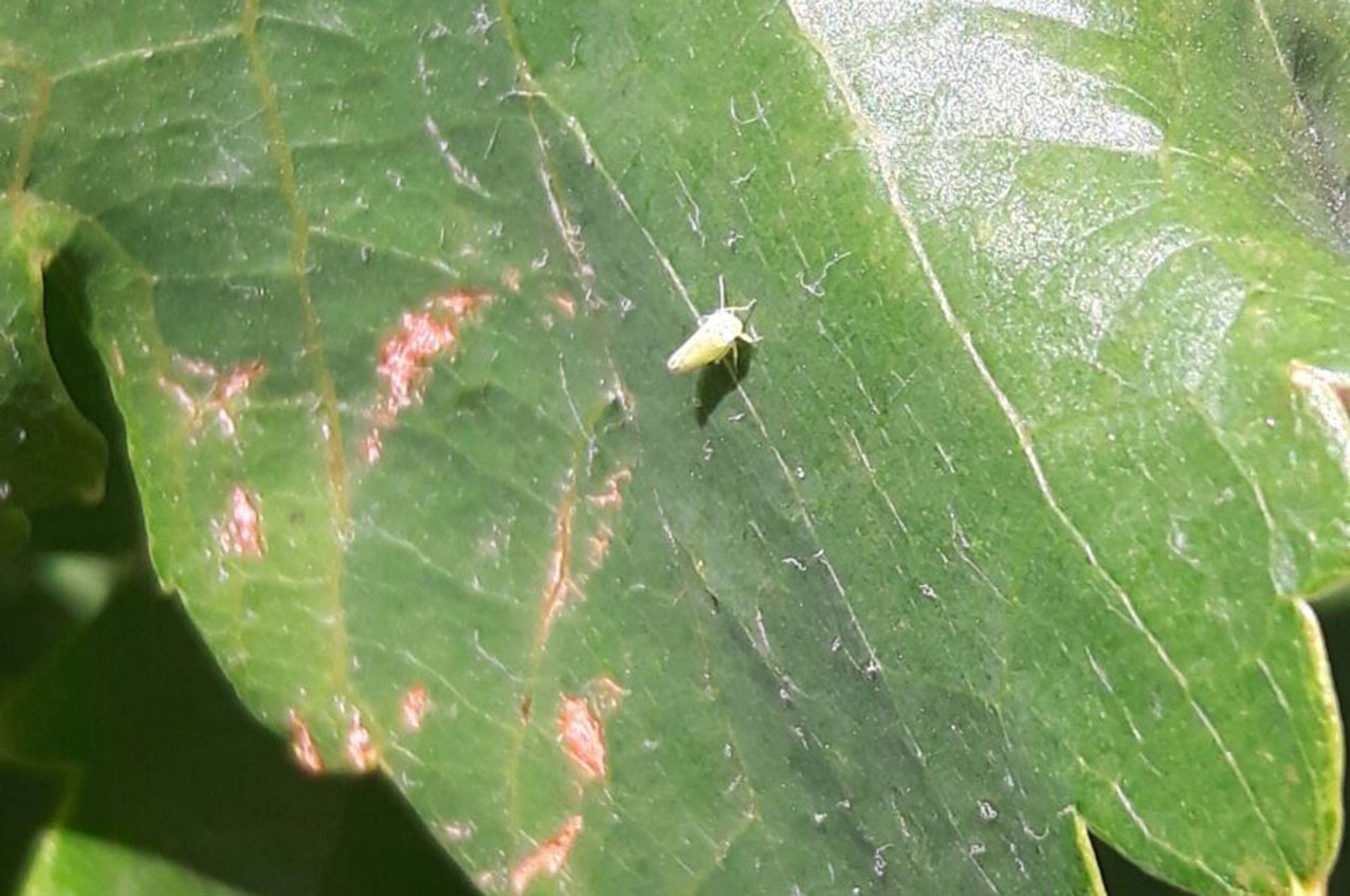 El mosquito verde, muy perjudicial para los viñedos