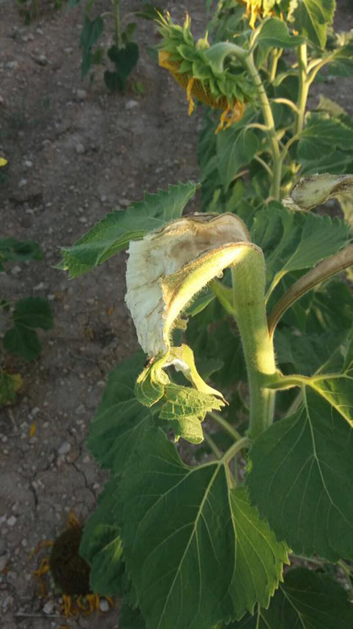 Destrozos en los cultivos de girasol de Cuenca.