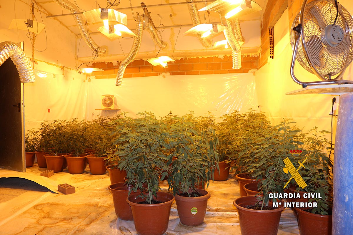 Intervienen una plantación doméstica de marihuana en Villarrobledo