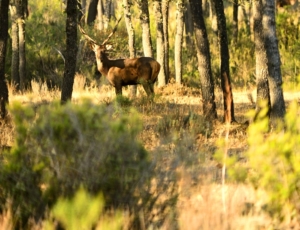 Ciervo en los Montes de Toledo. humano
