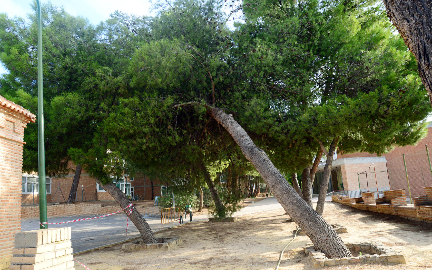 Árboles inclinados en el recinto del IES Universidad Laboral.