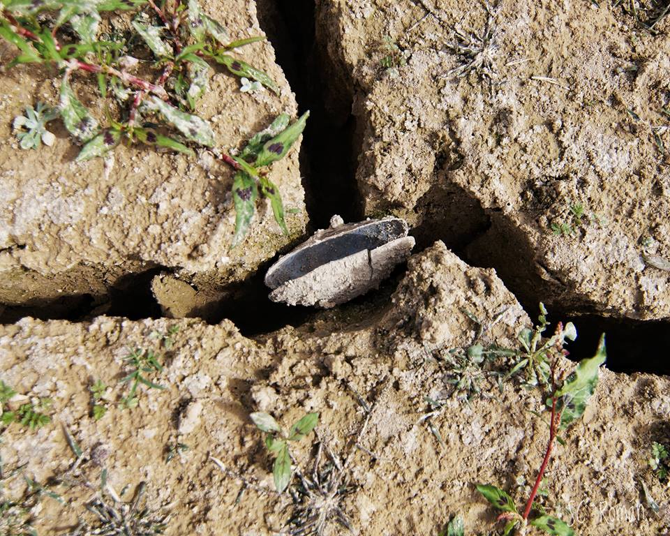 Náyades muertas en el embalse de Entrepeñas.