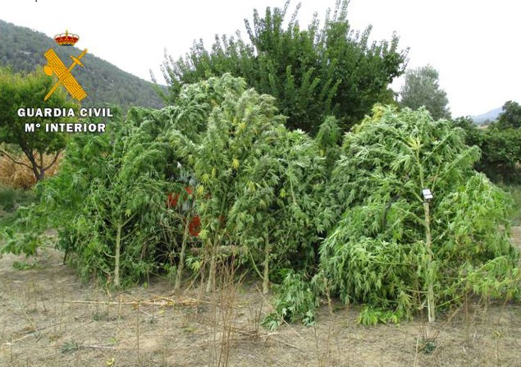 Plantas de Marihuana localizadas entre cultivos de maíz por la Guardia Civil
