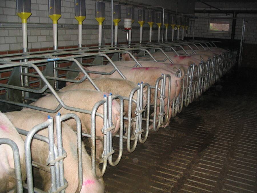 Imagen de archivo de granjas porcinas.