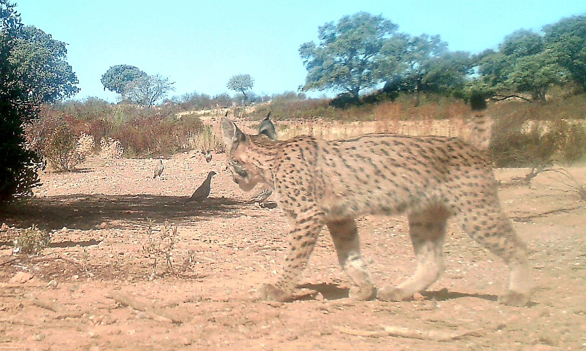 Foto foto de lince ibérico compartida por Martínez Arroyo