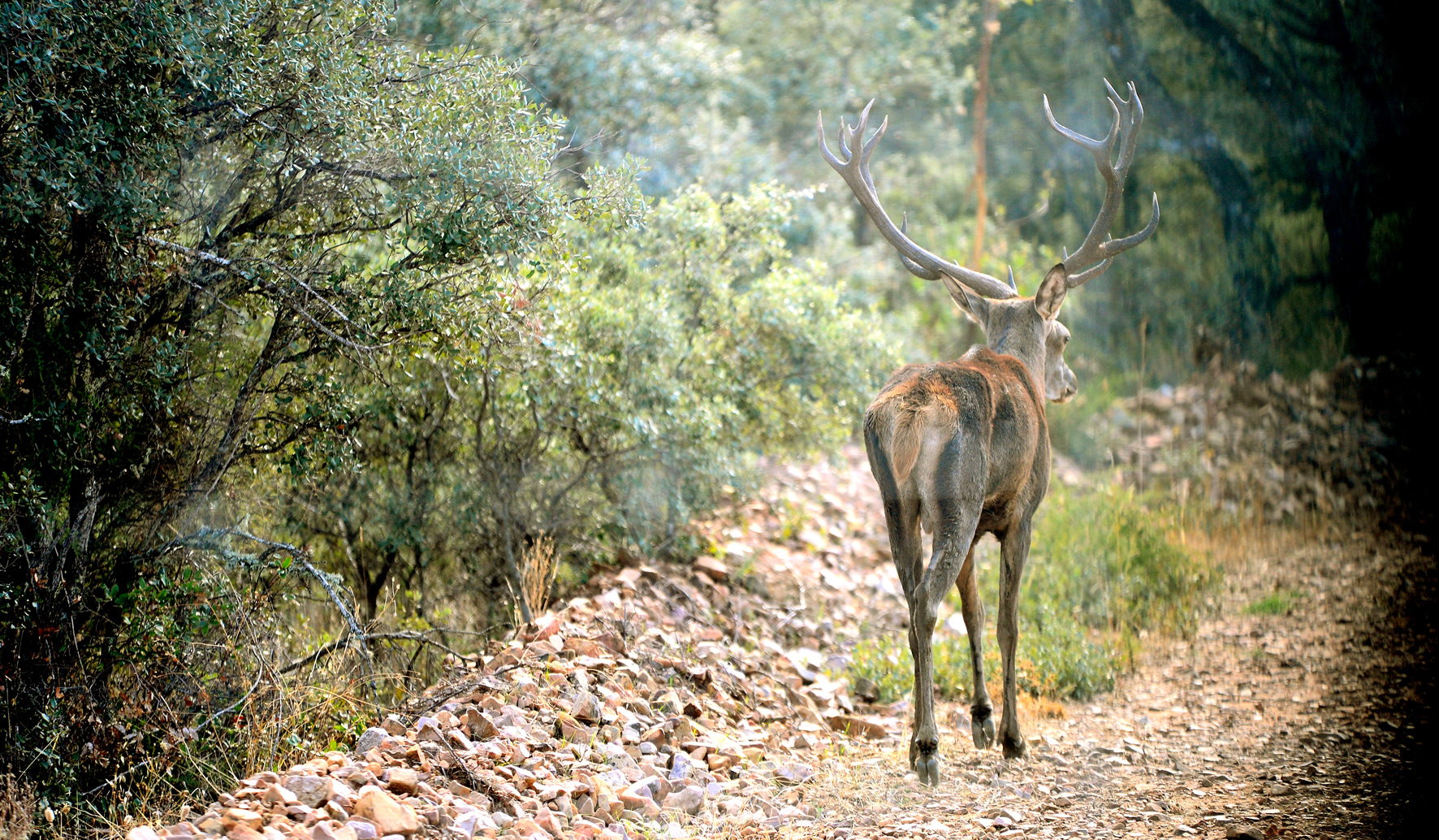 Parque Nacional de Cabañeros.