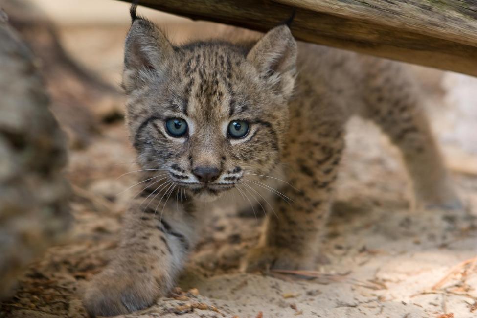 Una cría de un lince ibérico. linces ibéricos