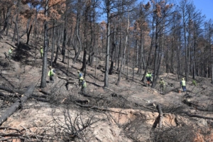 Trabajos de recuperación del monte en afectado por el incendio de Yeste. Sierra del Segura