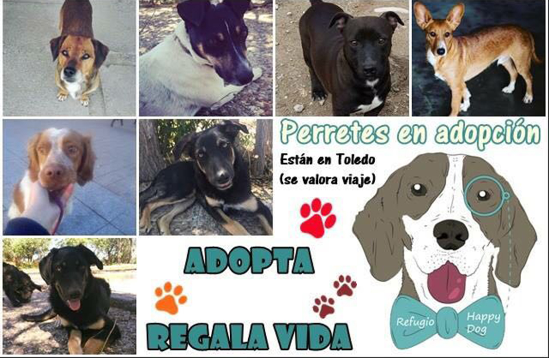 El Refugio Happy Dogs de Toledo tiene 34 perros para dar en adopción.