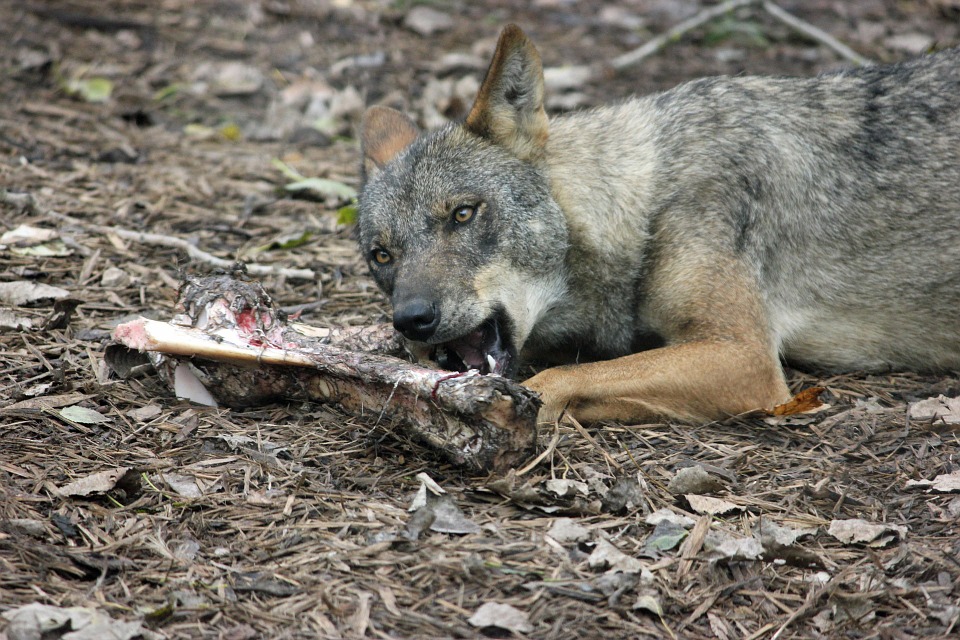 Imagen de archivo de un lobo ibérico. sierra norte