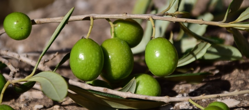 aceitunas
