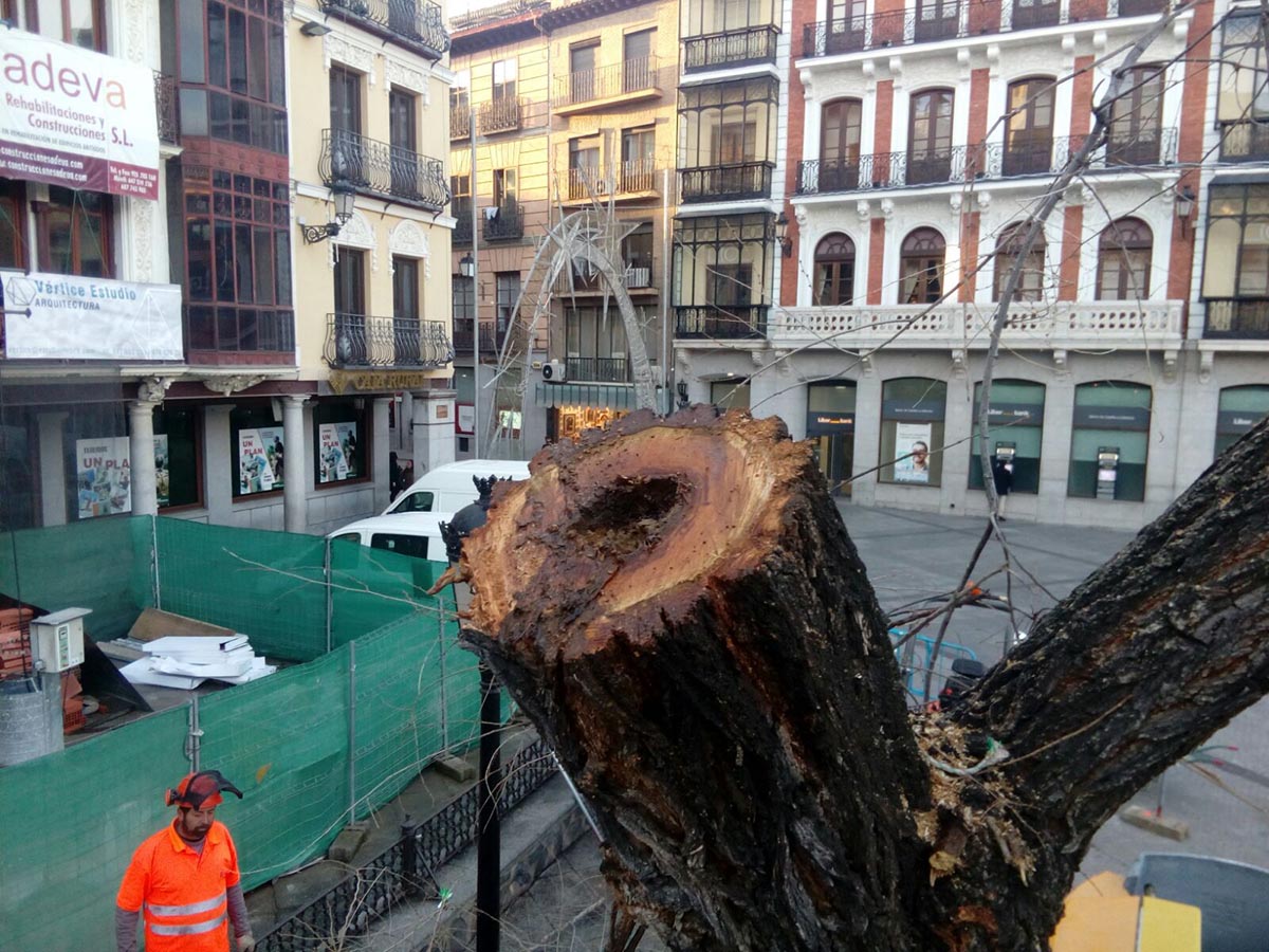 Aspecto de uno de los árboles talados en Zocodover