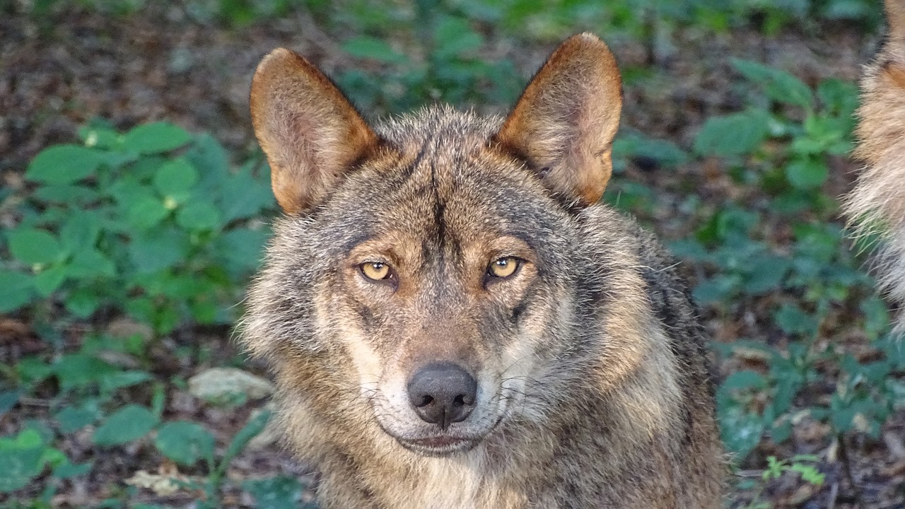 Imagen de un lobo ibérico. lobos