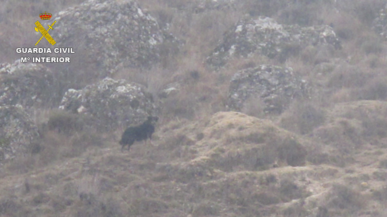 Imagen del perro negro de grandes dimensiones de Guadalajara confundido con una pantera.