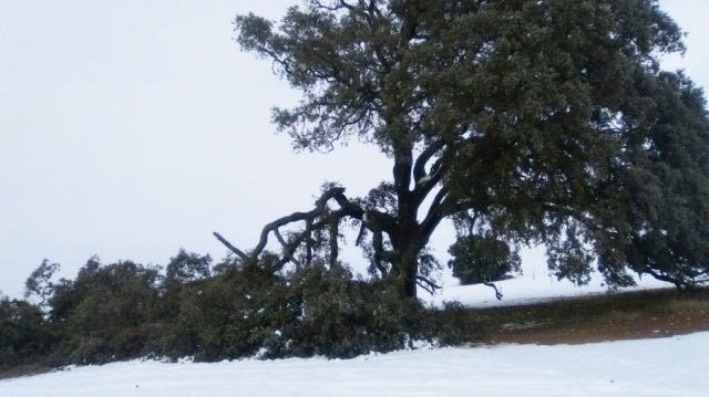 La "encina gorda" de Mota del Cuervo (Cuenca).