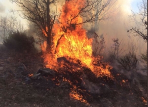 Incendio en El Real de San Vicente