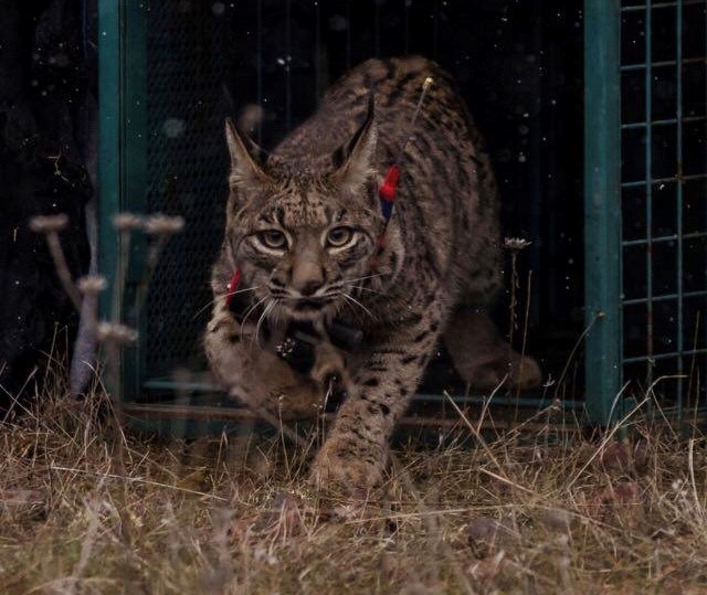 linces Foto de archivo de un individuo de lince ibérico