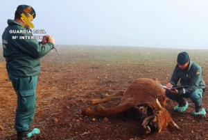 Dos agentes de la Guardia Civil, junto a una vaca en un estado de descomposición en Navalpino.
