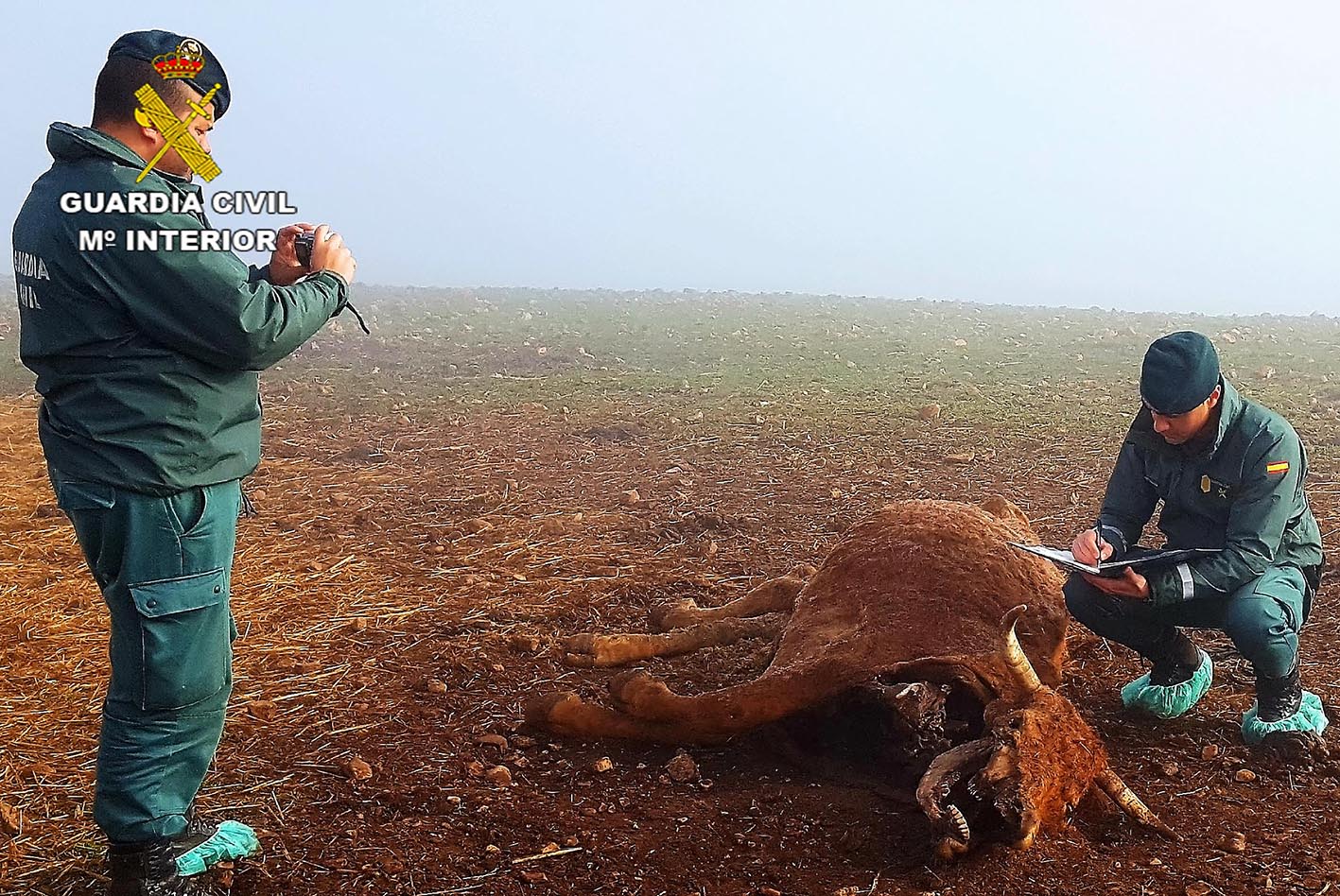 Dos agentes de la Guardia Civil, junto a una vaca en un estado de descomposición en Navalpino.