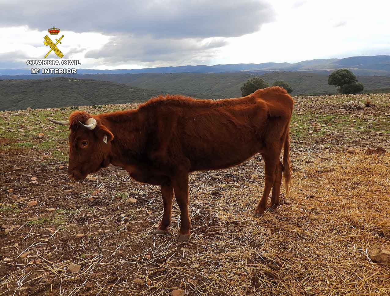 Una de las vacas malnutridas de Navalpino (Ciudad Real).