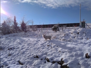 Nieve copiosa en Viso del Marqués (Ciudad Real)