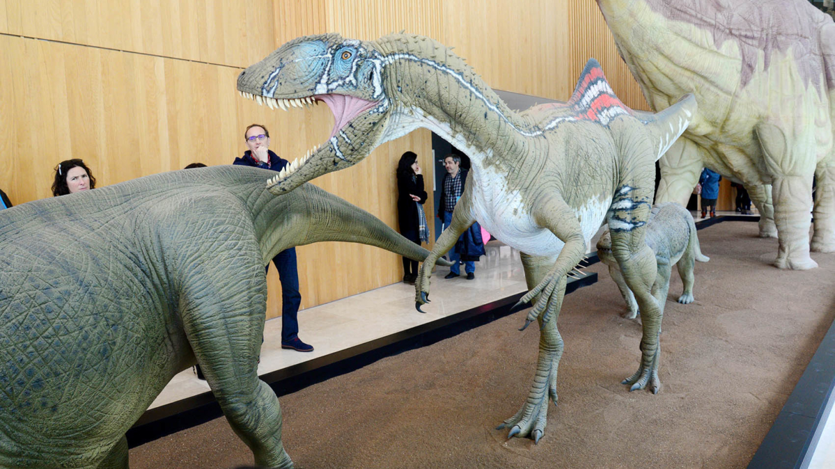 Pepito, el "Concavenator Corcovatus" en el Museo de la Paleontología de Cuenca.