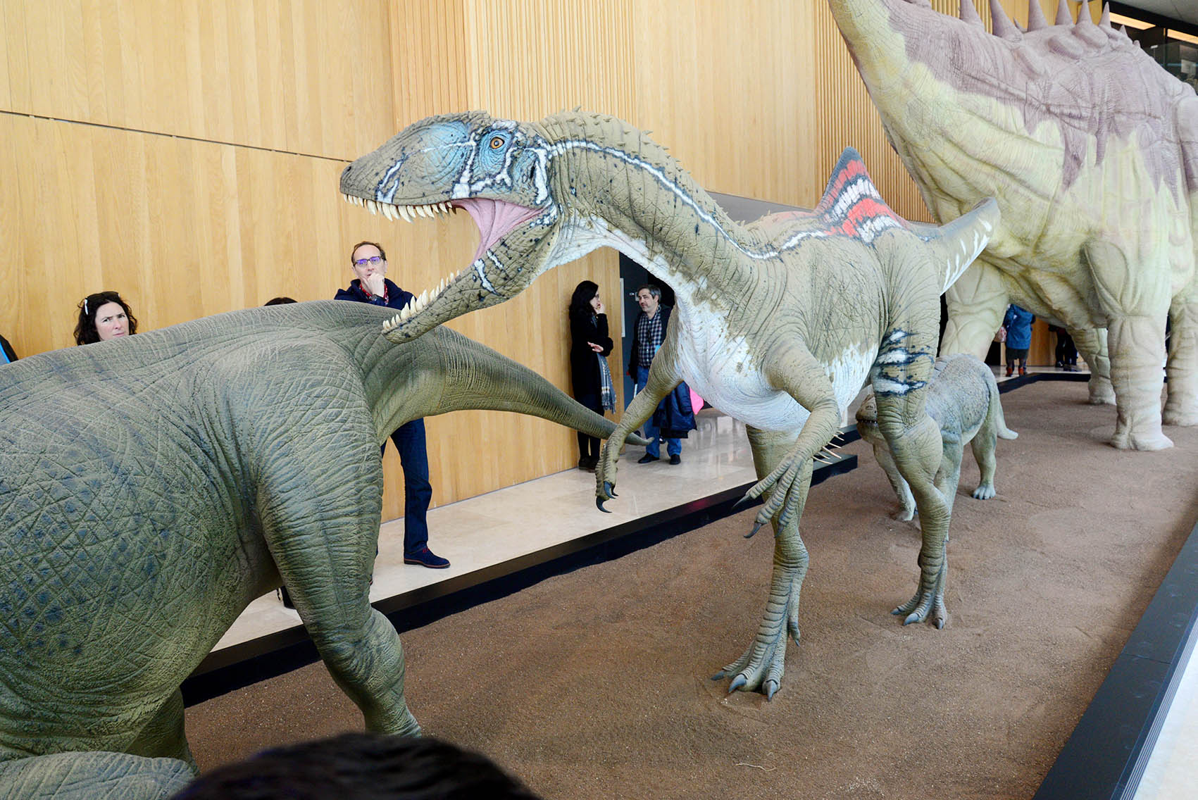 Pepito, el "Concavenator Corcovatus" en el Museo de la Paleontología de Cuenca.