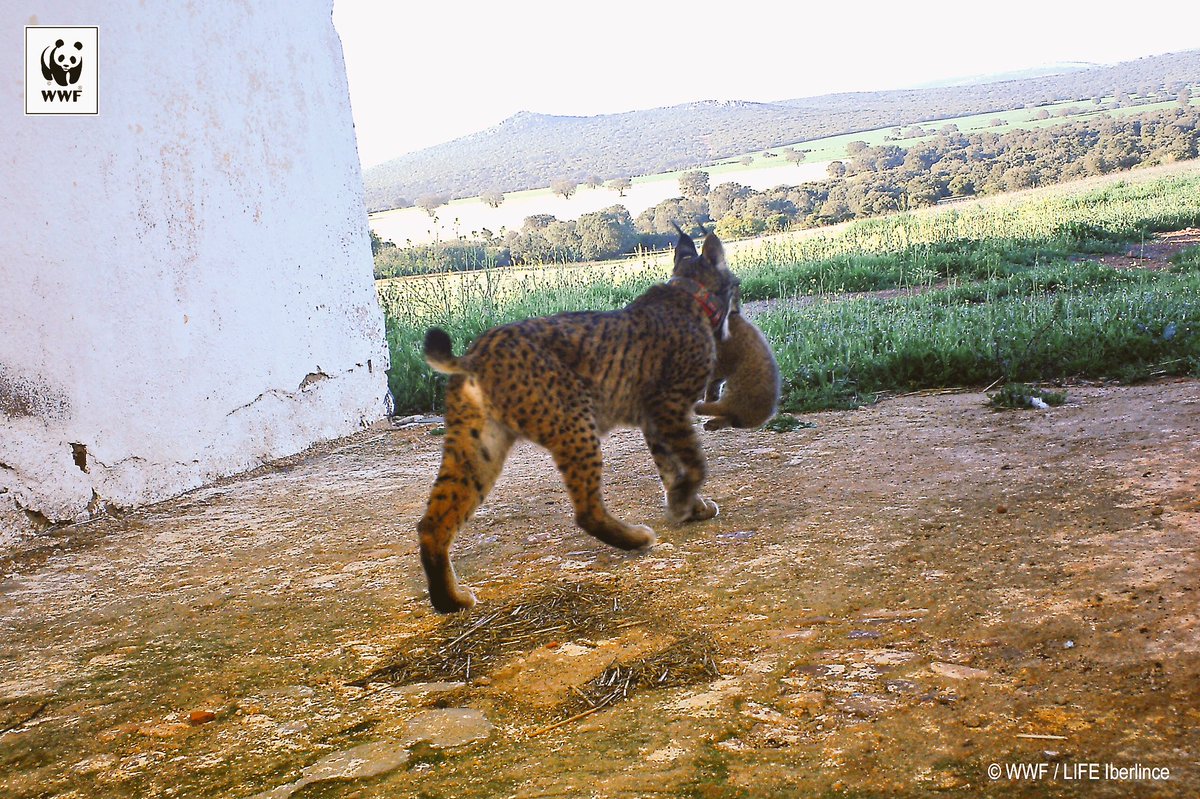 Mesta con una de sus crías. lince ibérico