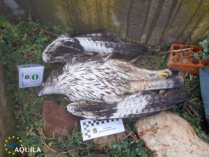 bonelli
